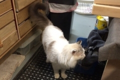 hugo in shed