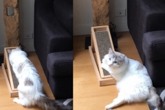 cat scratcher